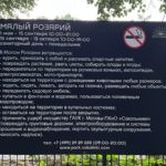 Парк Сокольники фото малый розарий