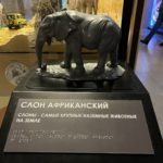Государственный Дарвиновский музей - фотографии